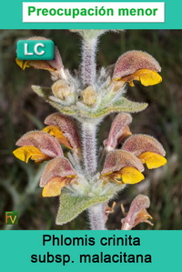 Phlomis crinita malacitana