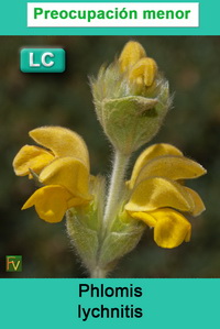 Phlomis lychnitis