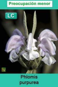 Phlomis purpurea