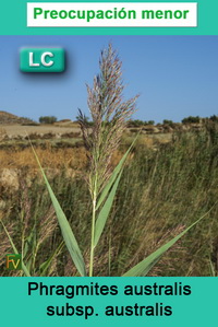 Phragmites australis australis