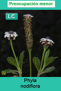 Phyla nodiflora