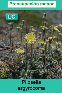 Pilosella argyrocoma