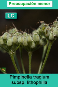 Pimpinella tragium lithophilla