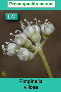 Pimpinella villosa