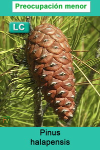 Pinus halapensis