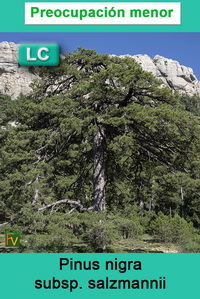 Pinus nigra salzmannii