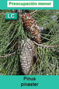 Pinus pinaster