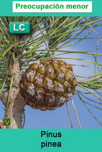 Pinus pinea