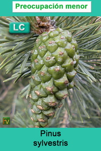 Pinus sylvestris