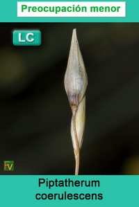 Piptatherum coerulescens
