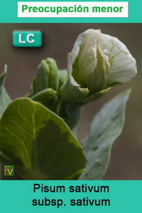 Pisum sativum sativum