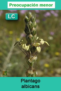 Plantago albicans