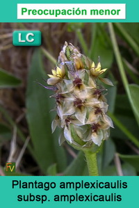 Plantago amplexicaulis amplexicaulis