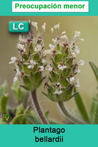 Plantago bellardii