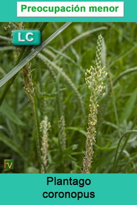 Plantago coronopus