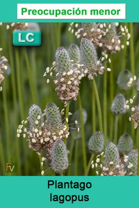 Plantago lagopus