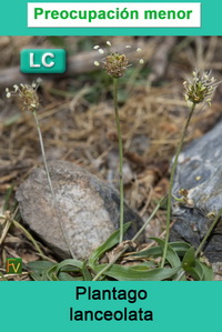 Plantago lanceolata