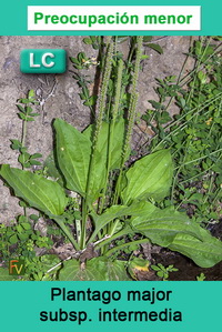 Plantago major intermedia