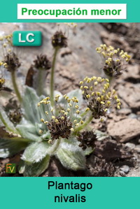 Plantago nivalis