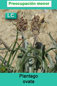 Plantago ovata