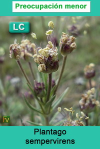 Plantago sempervirens