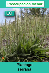 Plantago serraria