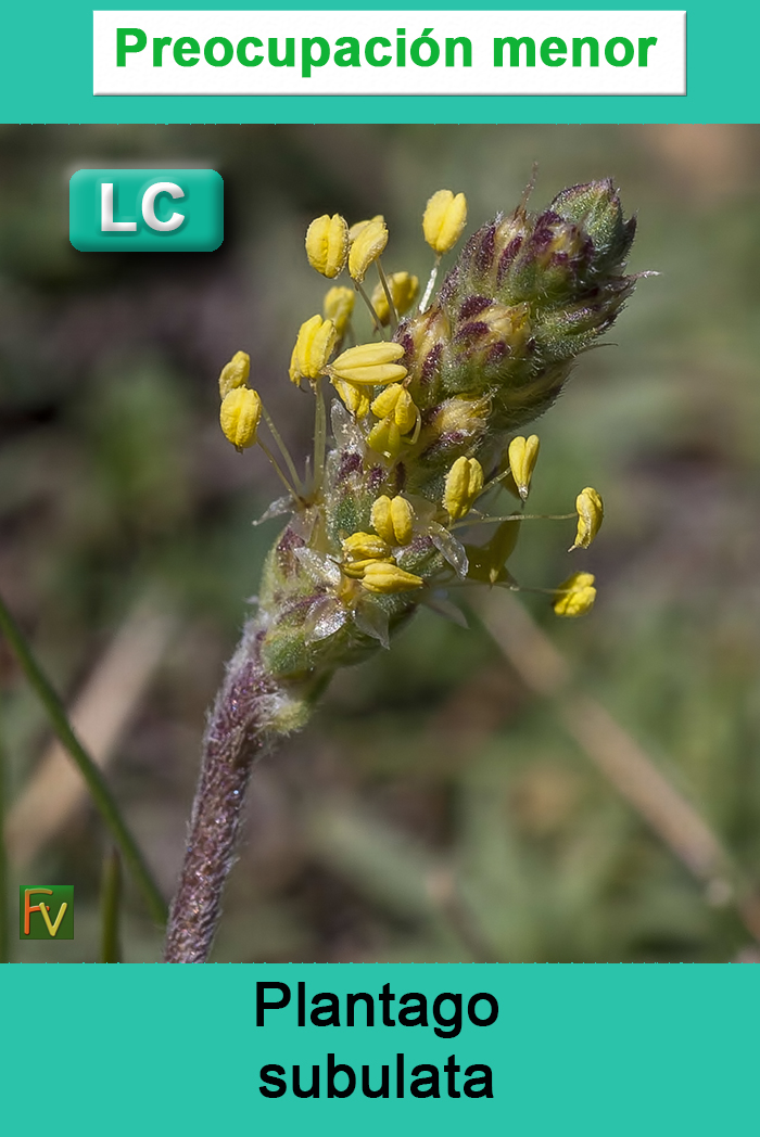 Plantago subulata