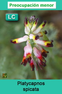 Platycapnos spicata