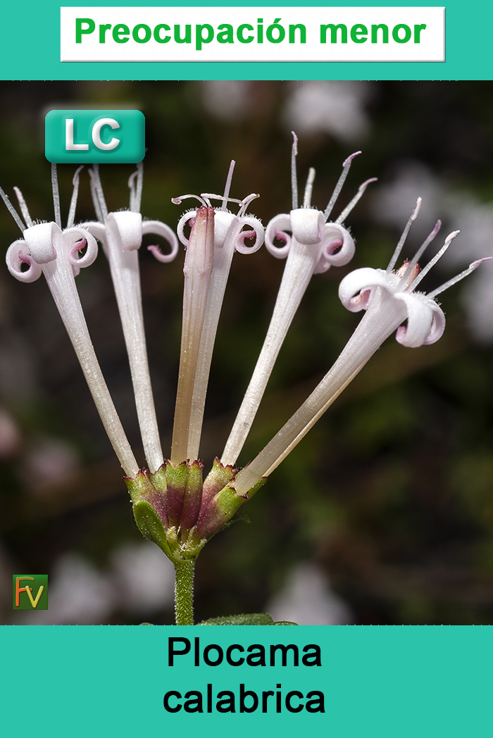 Plocama calabrica