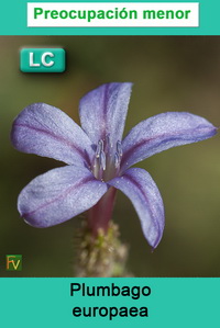 Plumbago europaea