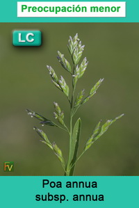 Poa annua annua