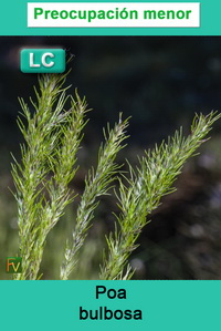 Poa bulbosa