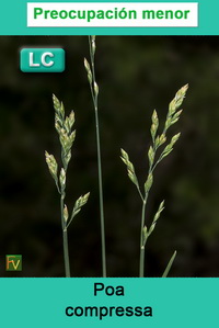 Poa compressa