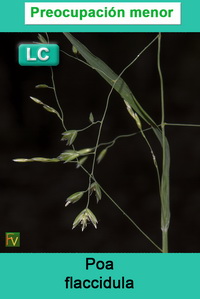 Poa flaccidula