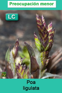 Poa ligulata