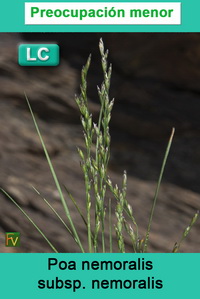 Poa nemoralis nemoralis