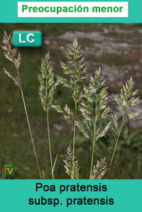 Poa pratensis pratensis