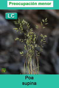 Poa supina