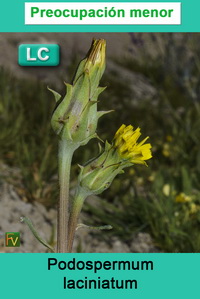 Podospermum laciniatum