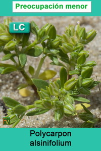 Polycarpon alsinifolium