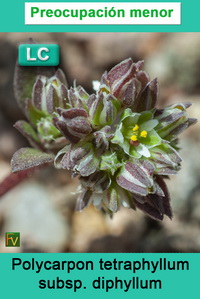 Polycarpon tetraphyllum diphyllum