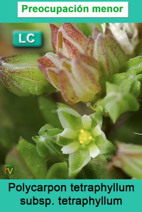 Polycarpon tetraphyllum tetraphyllum