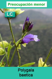 Polygala baetica