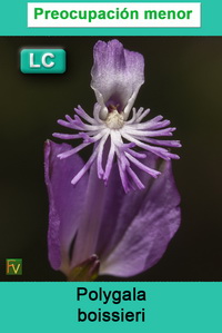 Polygala boissieri