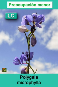 Polygala microphylla