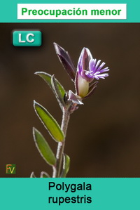 Polygala rupestris