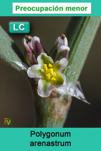 Polygonum arenastrum