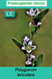 Polygonum aviculare