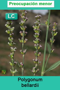 Polygonum bellardii