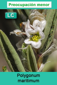 Polygonum maritimum